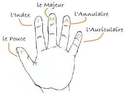 Comment s'appellent les doigts de la main ?